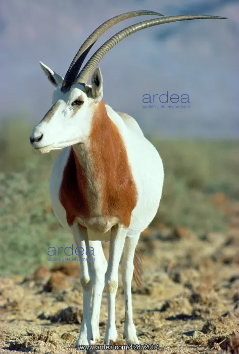 : Scimitar-horned Oryx : Scimitar-horned Oryx
