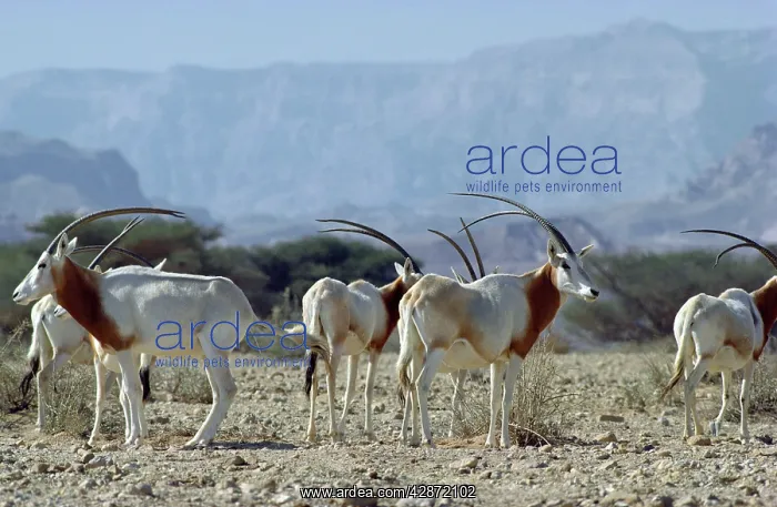 : Scimitar-horned Oryx : Scimitar-horned Oryx