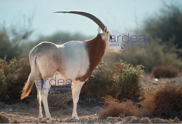 : SCIMITAR-HORNED ORYX : SCIMITAR-HORNED ORYX