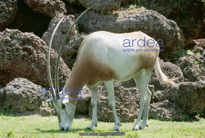  : Scimitar-Horned ORYX - grazing