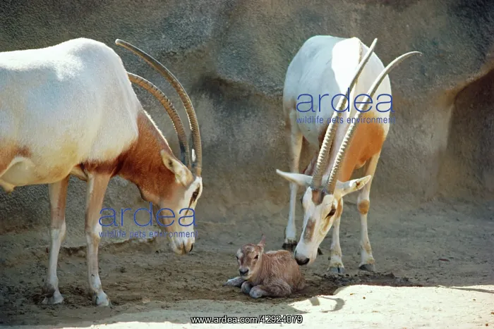 : Scimitar-Horned ORYX - with new born young : Scimitar-Horned ORYX - with new born young