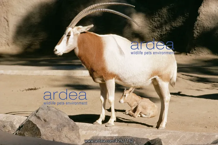 : Scimitar-Horned Oryx - Parent and calf : Scimitar-Horned Oryx - Parent and calf
