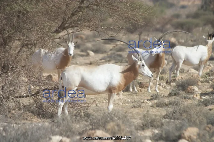 : Scimitar-Horned Oryx - Reintroduced to Bou Hedma : Scimitar-Horned Oryx - Reintroduced to Bou Hedma