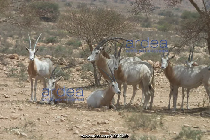 : Scimitar Horned Oryx - Reintroduced to Bou Hedma : Scimitar Horned Oryx - Reintroduced to Bou Hedma