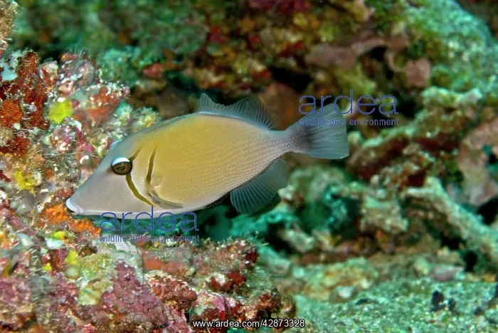 : Scimitar Triggerfish - feeds on algae and detritus : Scimitar Triggerfish - feeds on algae and detritus