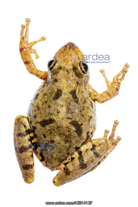 : Scinax fuscovarius isolated on a white background : Scinax fuscovarius isolated on a white background