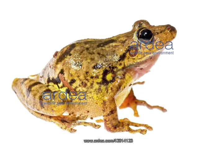 : Scinax fuscovarius isolated on a white brackground : Scinax fuscovarius isolated on a white brackground
