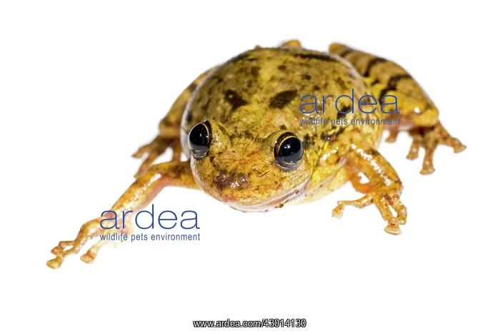 : Scinax fuscovarius isolated on a white brackground : Scinax fuscovarius isolated on a white brackground
