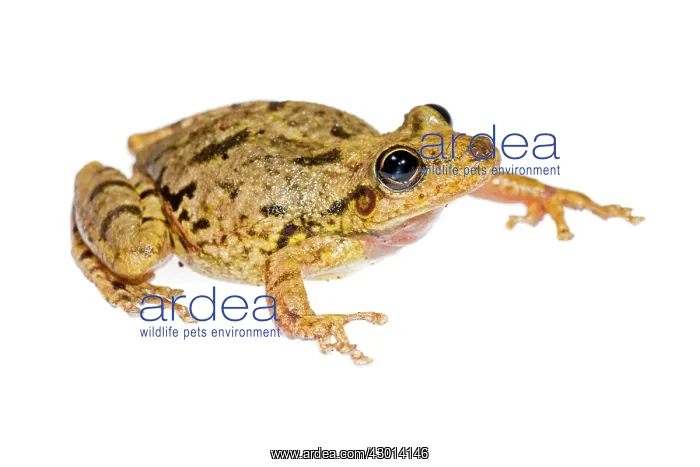 : Scinax fuscovarius isolated on a white brackground : Scinax fuscovarius isolated on a white brackground