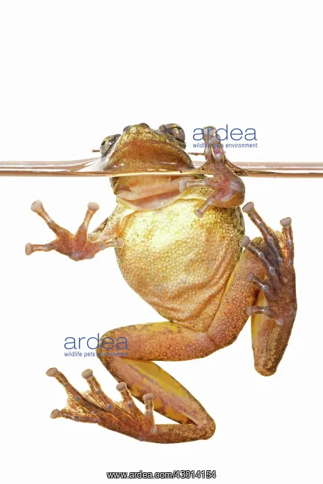 : Scinax fuscovarius in the water isolated on : Scinax fuscovarius in the water isolated on