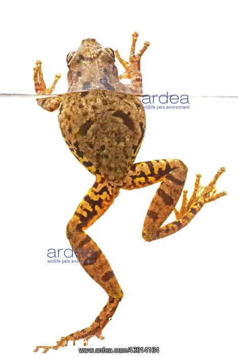 : Scinax fuscovarius in the water isolated on : Scinax fuscovarius in the water isolated on