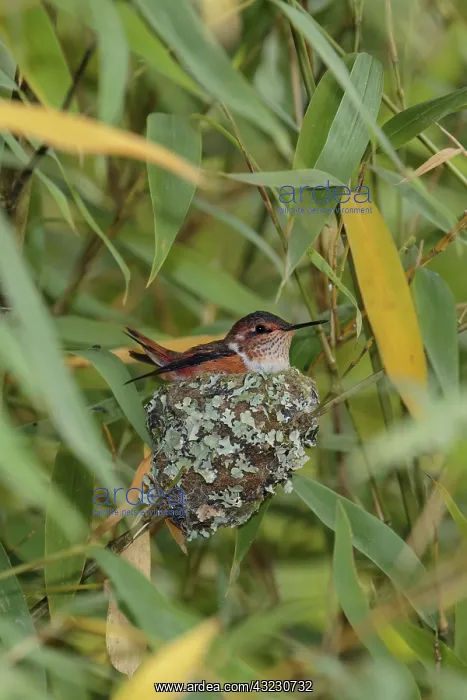 : Scintillant hummingbird nest Selasphorus scintilla A s : Scintillant hummingbird nest Selasphorus scintilla A s
