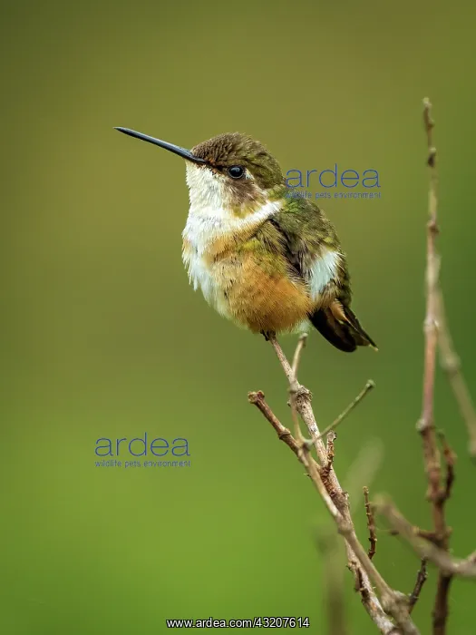 : Scintillant Hummingbird (Selasphorus scintilla) : Scintillant Hummingbird (Selasphorus scintilla)