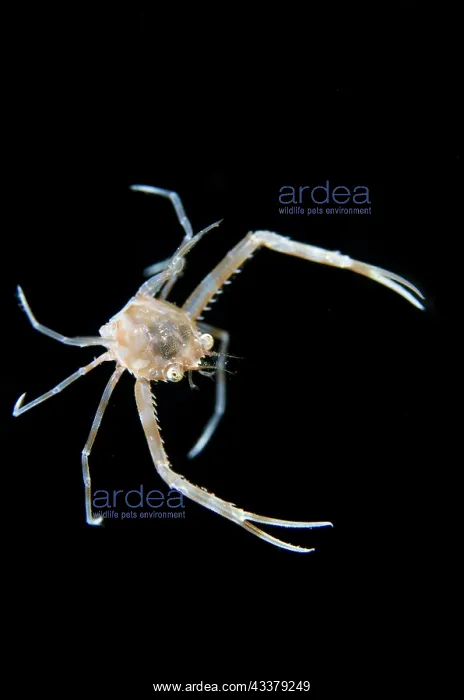 : Scissor Swimming Crab : Scissor Swimming Crab
