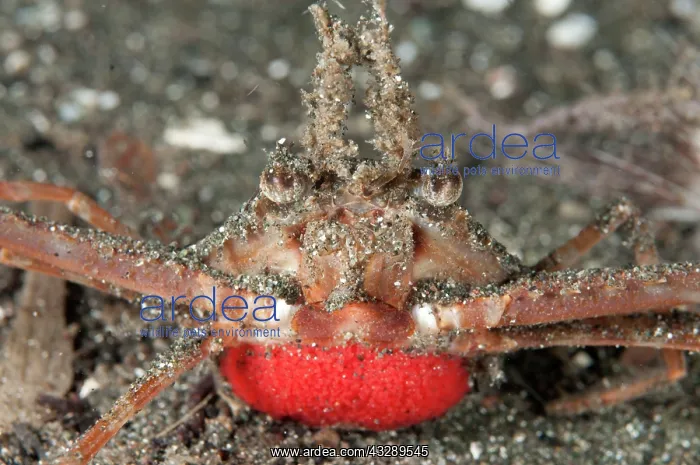 : Scissor Swimming Crab - with red eggs on black sand : Scissor Swimming Crab - with red eggs on black sand