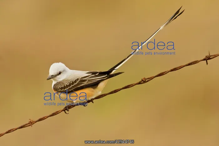: Scissor-tailed flycatcher : Scissor-tailed flycatcher