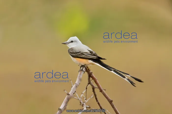 : Scissor-tailed flycatcher : Scissor-tailed flycatcher