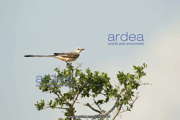 : Scissor-tailed Flycatcher : Scissor-tailed Flycatcher