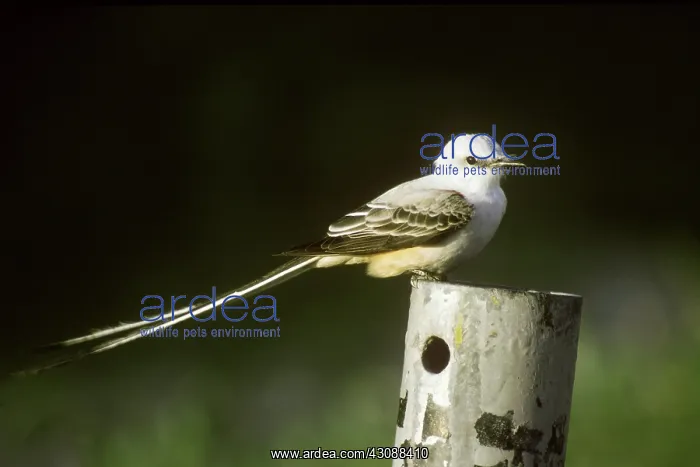 : Scissor-tailed Flycatcher : Scissor-tailed Flycatcher