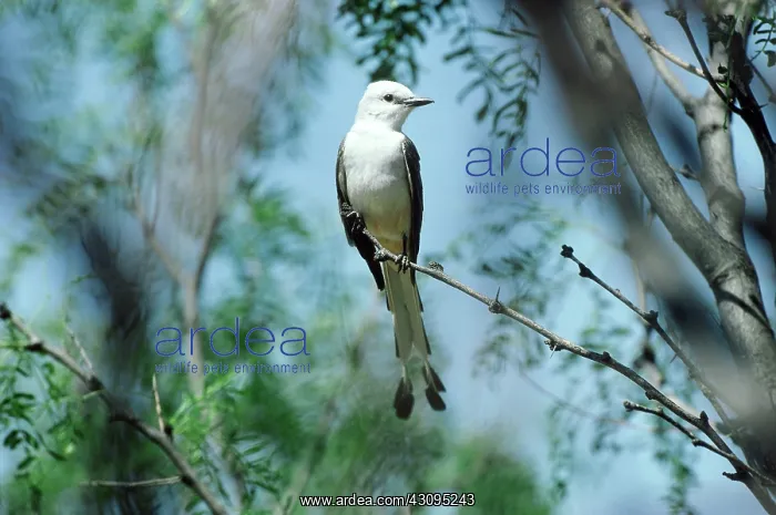 : Scissor-tailed Flycatcher : Scissor-tailed Flycatcher