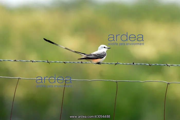 : Scissor-tailed Flycatcher on fence : Scissor-tailed Flycatcher on fence