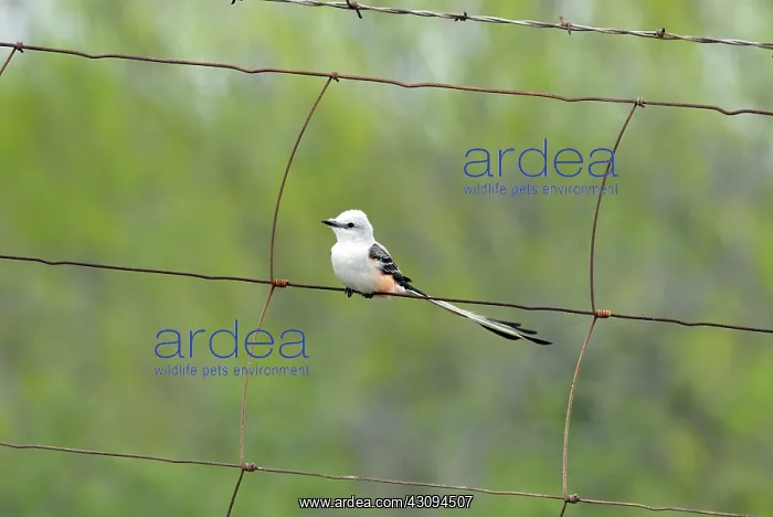  : Scissor-tailed Flycatcher on fence