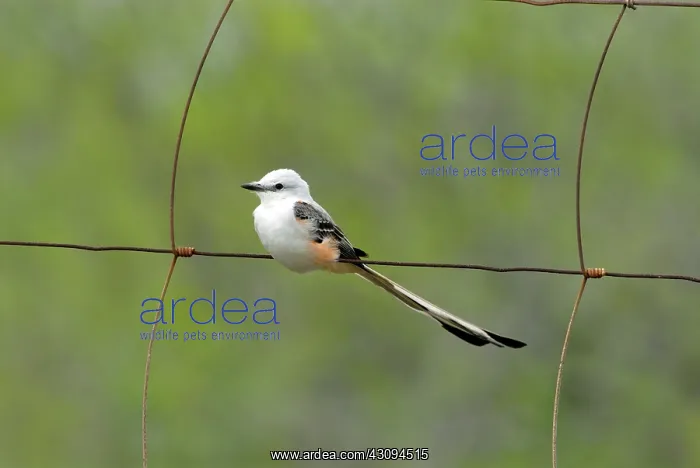 : Scissor-tailed Flycatcher on fence : Scissor-tailed Flycatcher on fence