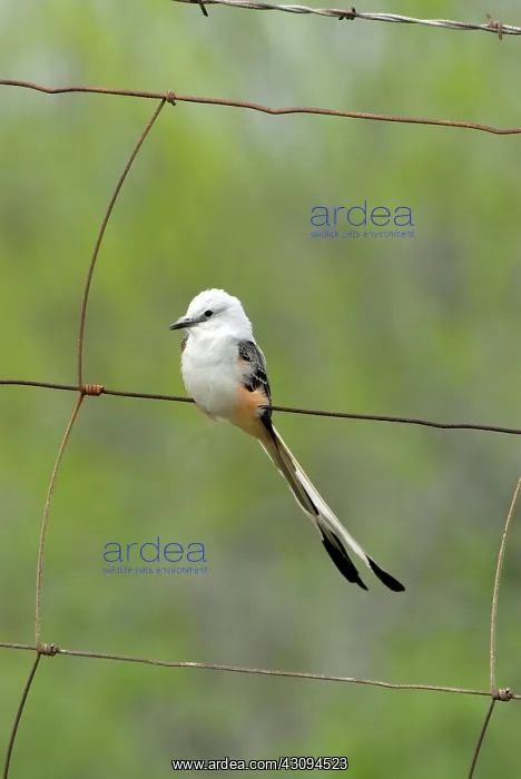 : Scissor-tailed Flycatcher on fence : Scissor-tailed Flycatcher on fence