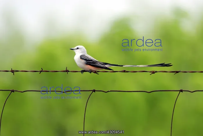 : Scissor-tailed Flycatcher on fence : Scissor-tailed Flycatcher on fence