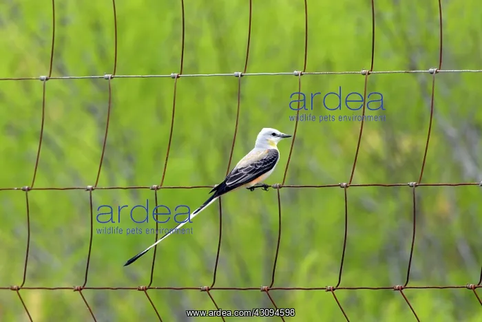 : Scissor-tailed Flycatcher on fence : Scissor-tailed Flycatcher on fence