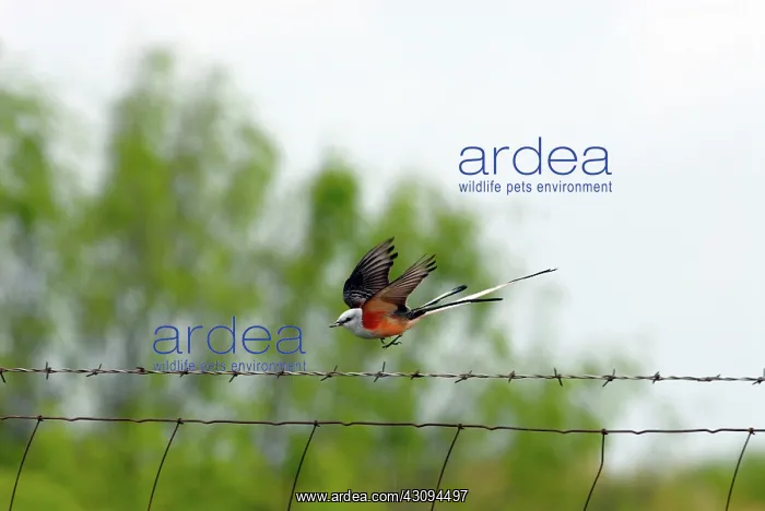 : Scissor-tailed Flycatcher in flight with prey : Scissor-tailed Flycatcher in flight with prey