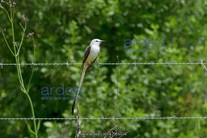 : Scissor-tailed Flycatcher - perched on wire : Scissor-tailed Flycatcher - perched on wire