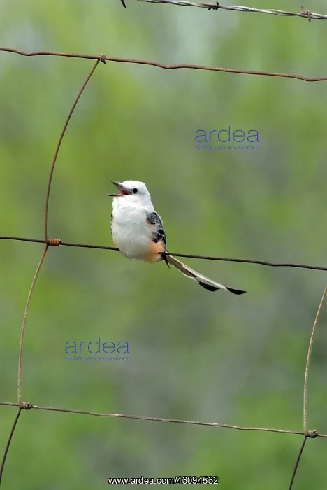 : Scissor-tailed Flycatcher singing : Scissor-tailed Flycatcher singing