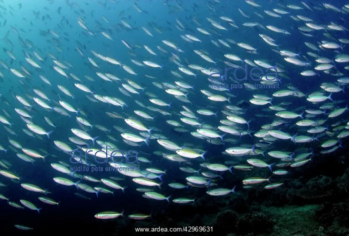 : Scissor-Tailed Fusilier - shoal : Scissor-Tailed Fusilier - shoal
