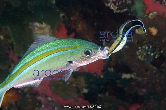 : Scissortail Fusilier : Scissortail Fusilier