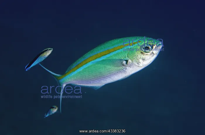: Scissortail Fusilier : Scissortail Fusilier