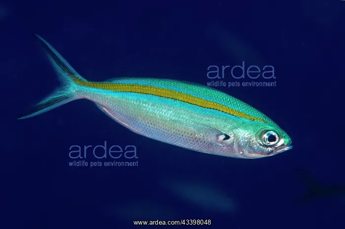 : Scissortail Fusilier : Scissortail Fusilier
