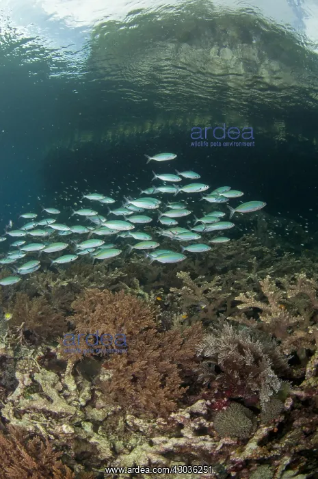 : Scissortail Fusiliers - School with island in : Scissortail Fusiliers - School with island in