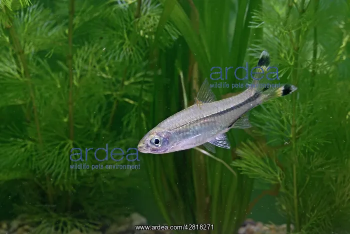 : Scissortail Rasbora / Three-Line Rasbora : Scissortail Rasbora / Three-Line Rasbora