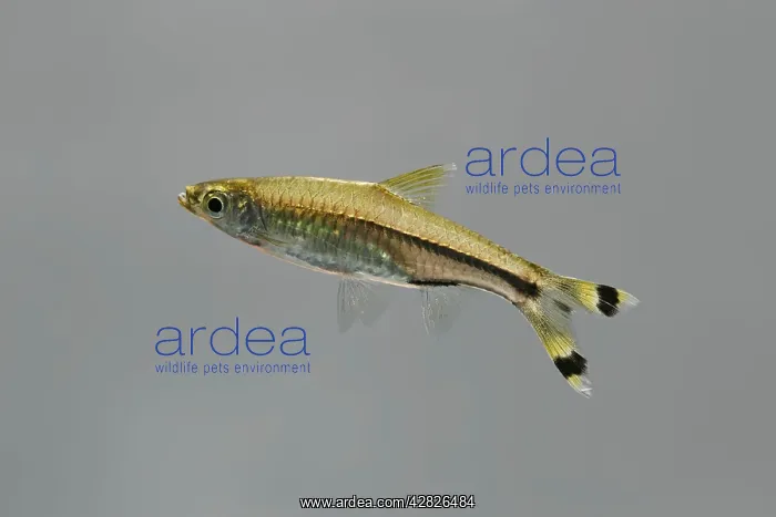 : Scissortail Rasbora / Three-line Rasbora - side view : Scissortail Rasbora / Three-line Rasbora - side view