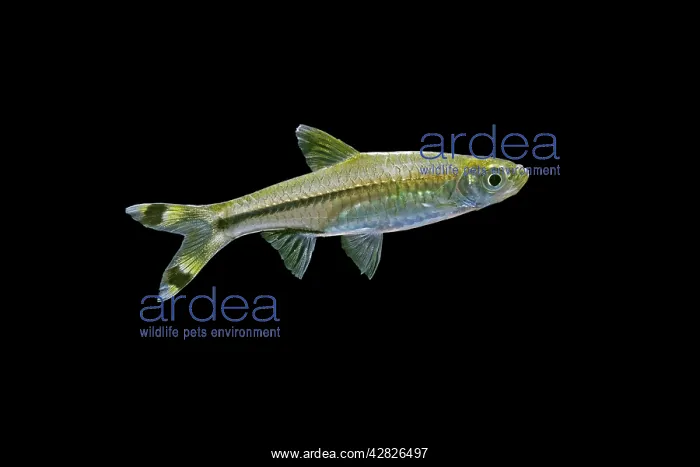 : Scissortail Rasbora / Three-line Rasbora - side view : Scissortail Rasbora / Three-line Rasbora - side view