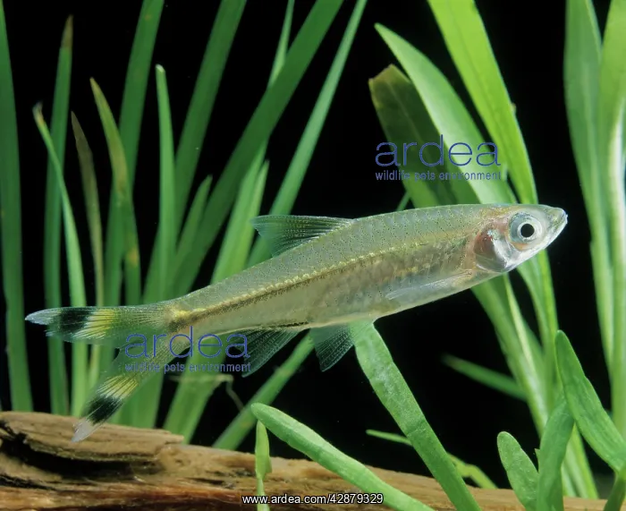 : Scissortail Rasbora / Three-lined Rasbora Freshwater : Scissortail Rasbora / Three-lined Rasbora Freshwater