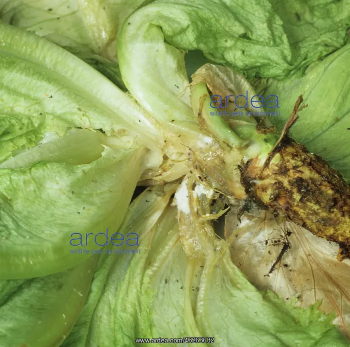 : Sclerotinia diseased lettuce : Sclerotinia diseased lettuce