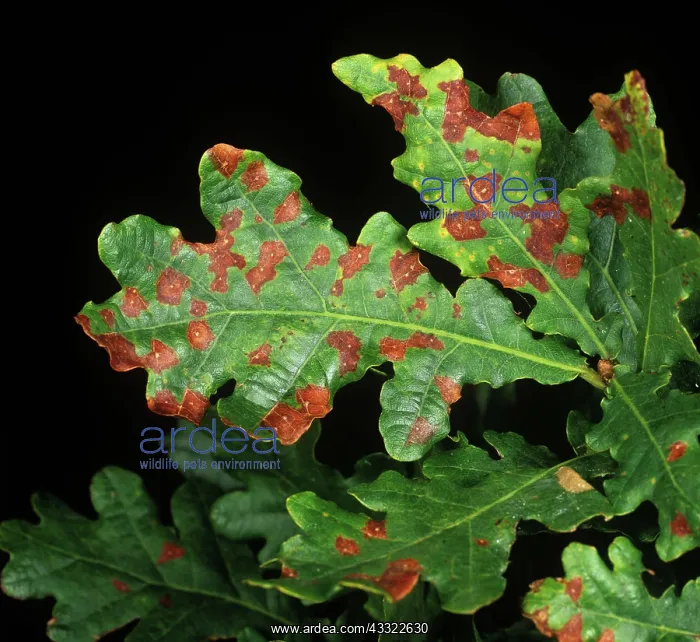 : Sclerotinia leaf spot on oak : Sclerotinia leaf spot on oak