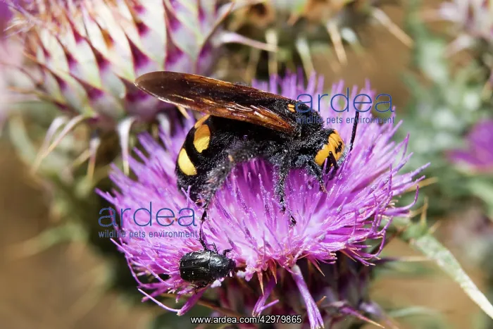  : Scolia Wasp  /  Yellow Forehead Scolia