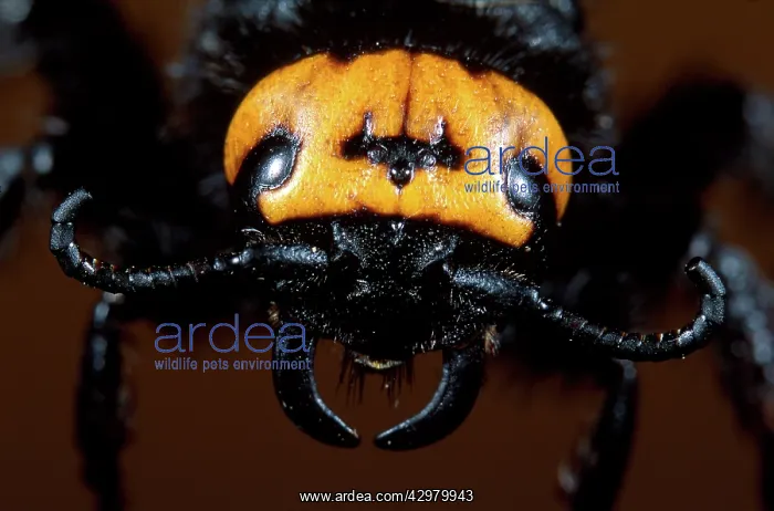 : Scolia Wasp / Yellow Forehead Scolia - close-up of head : Scolia Wasp / Yellow Forehead Scolia - close-up of head