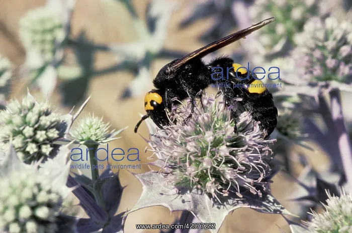 : Scolia Wasp / Yellow Forehead Scolia - gathering : Scolia Wasp / Yellow Forehead Scolia - gathering