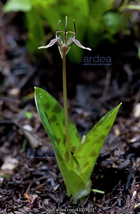 : Scoliopus / Fetid Adder's Tongue - in flower in : Scoliopus / Fetid Adder's Tongue - in flower in