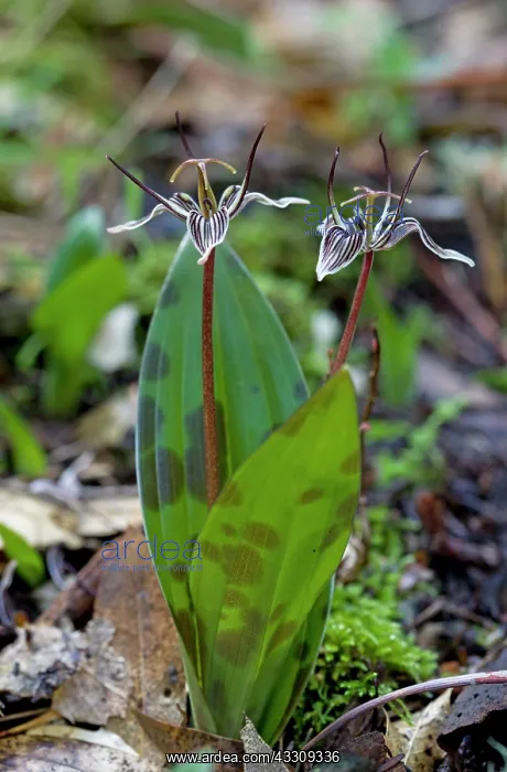 : Scoliopus / Fetid Adder's Tongue - in flower in : Scoliopus / Fetid Adder's Tongue - in flower in