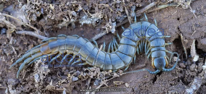 : Scolopender, giant centipede, Scolopendromorpha : Scolopender, giant centipede, Scolopendromorpha